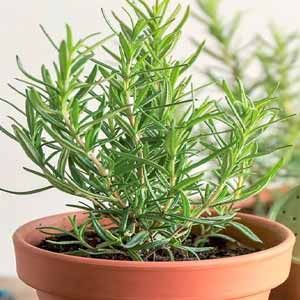 رزماری؛ نحوه مصرف، عوارض و خواص رزماری