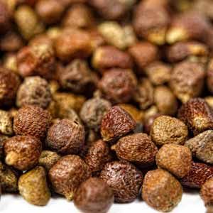 دانه‌های بهشت (Grains of Paradise)